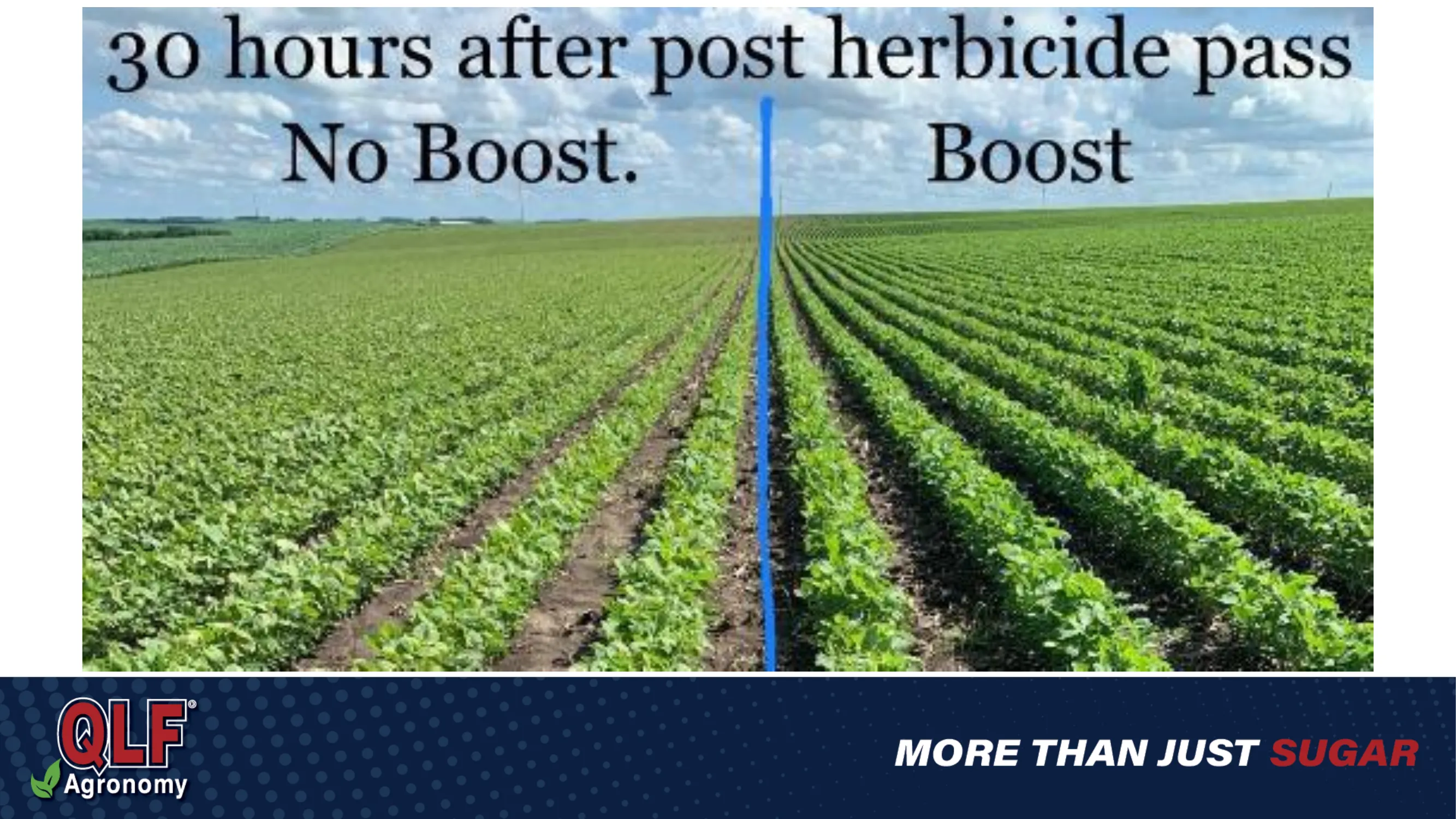 Protecting Your Crops: The Science Behind Stress Mitigation and pH Management